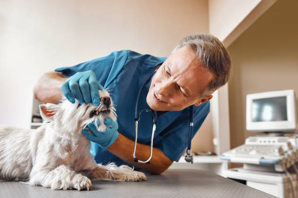 Best Chipped Tooth Repair Near Me  in Harbor Hills, OH